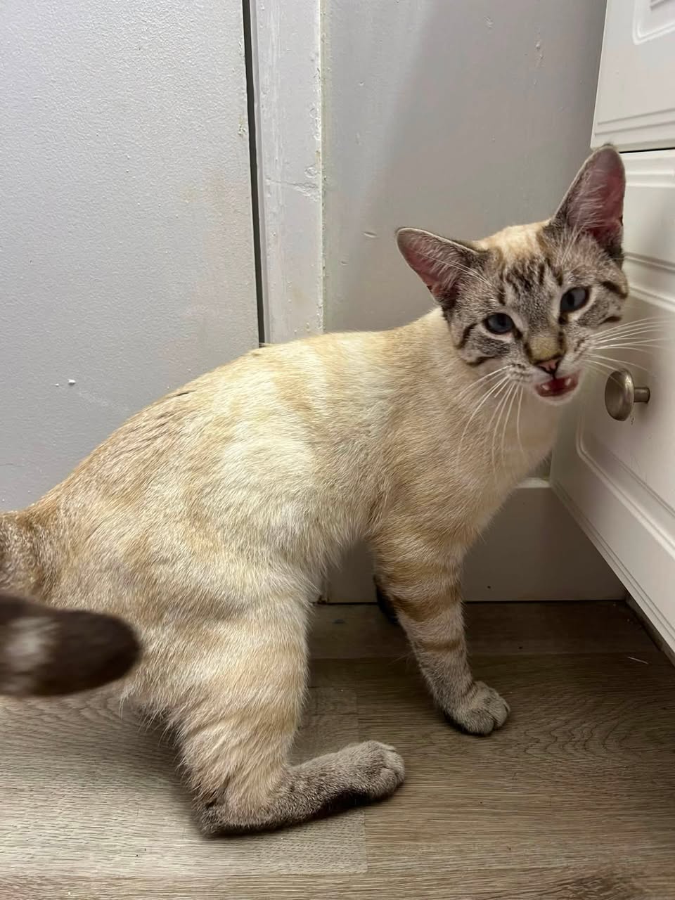 Found cat