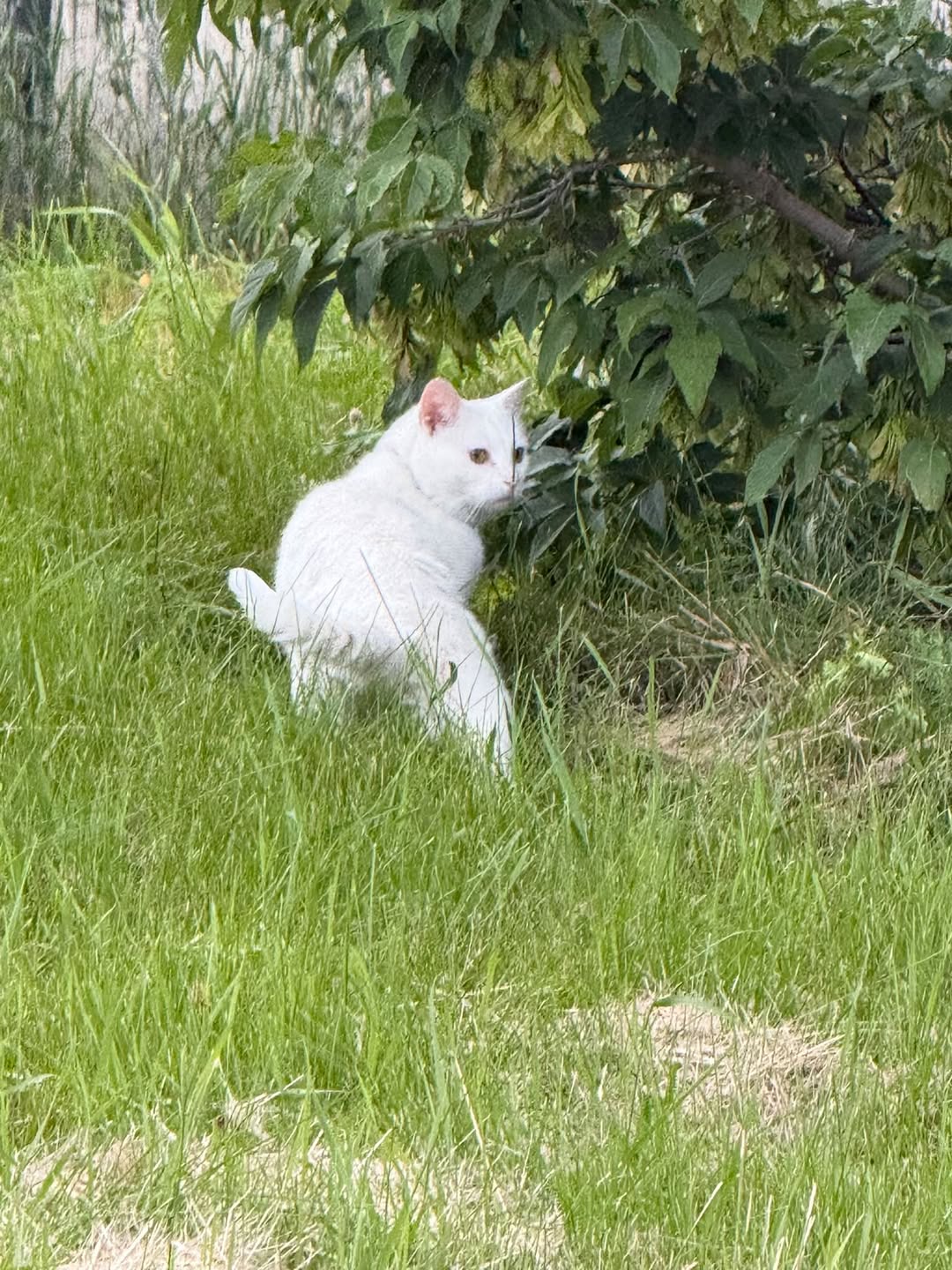 Found cat