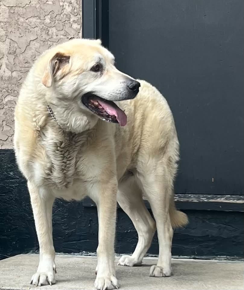 Found dog