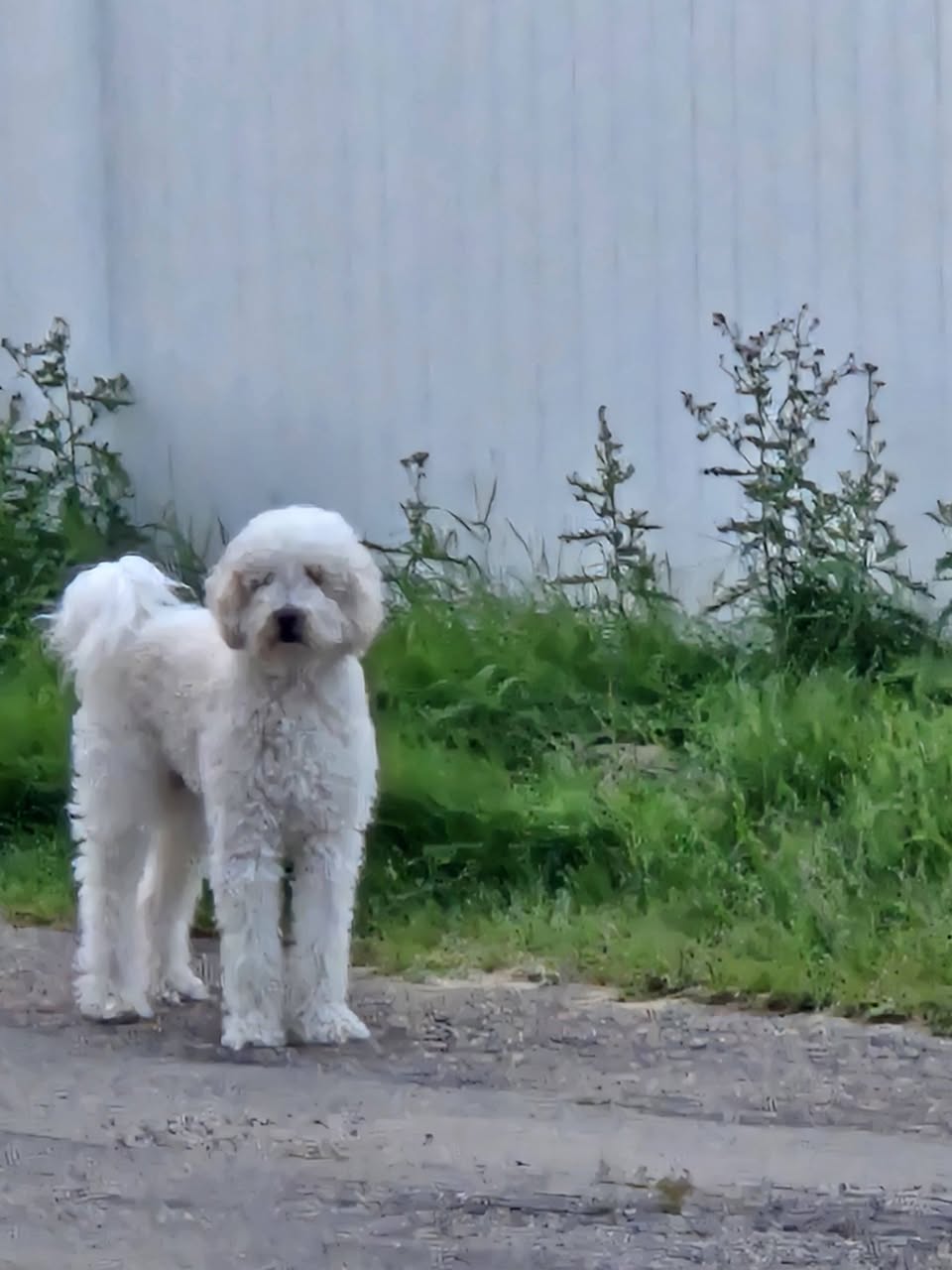 Found dog