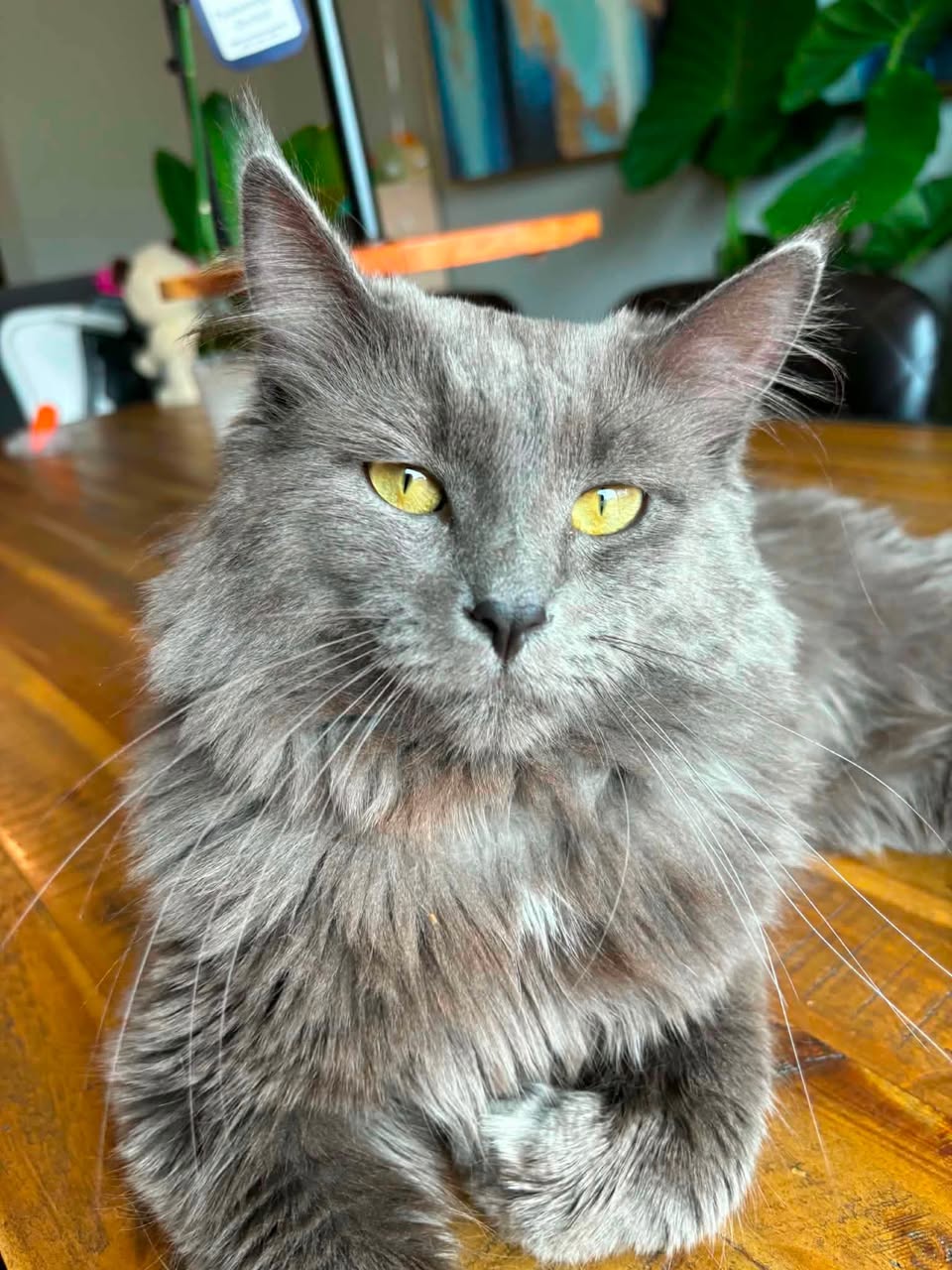 Lost cat