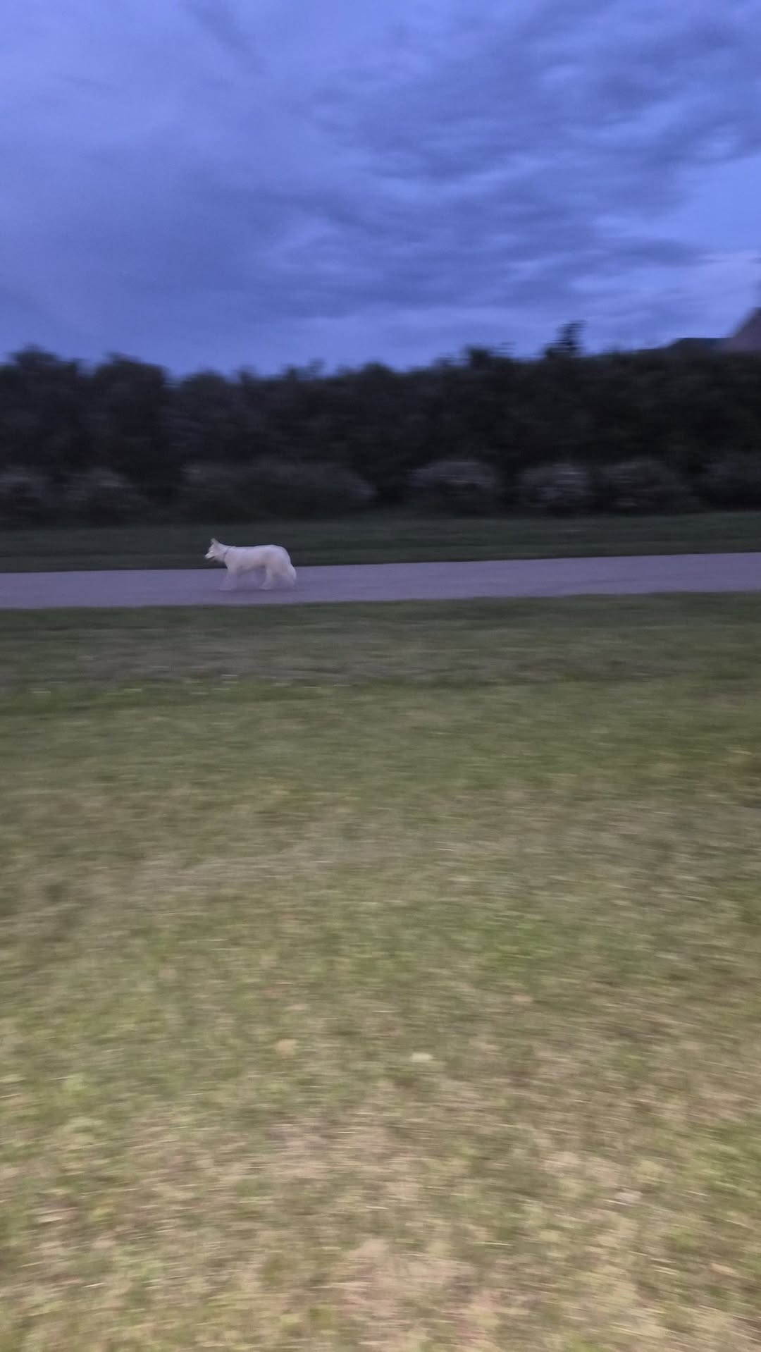 Found dog
