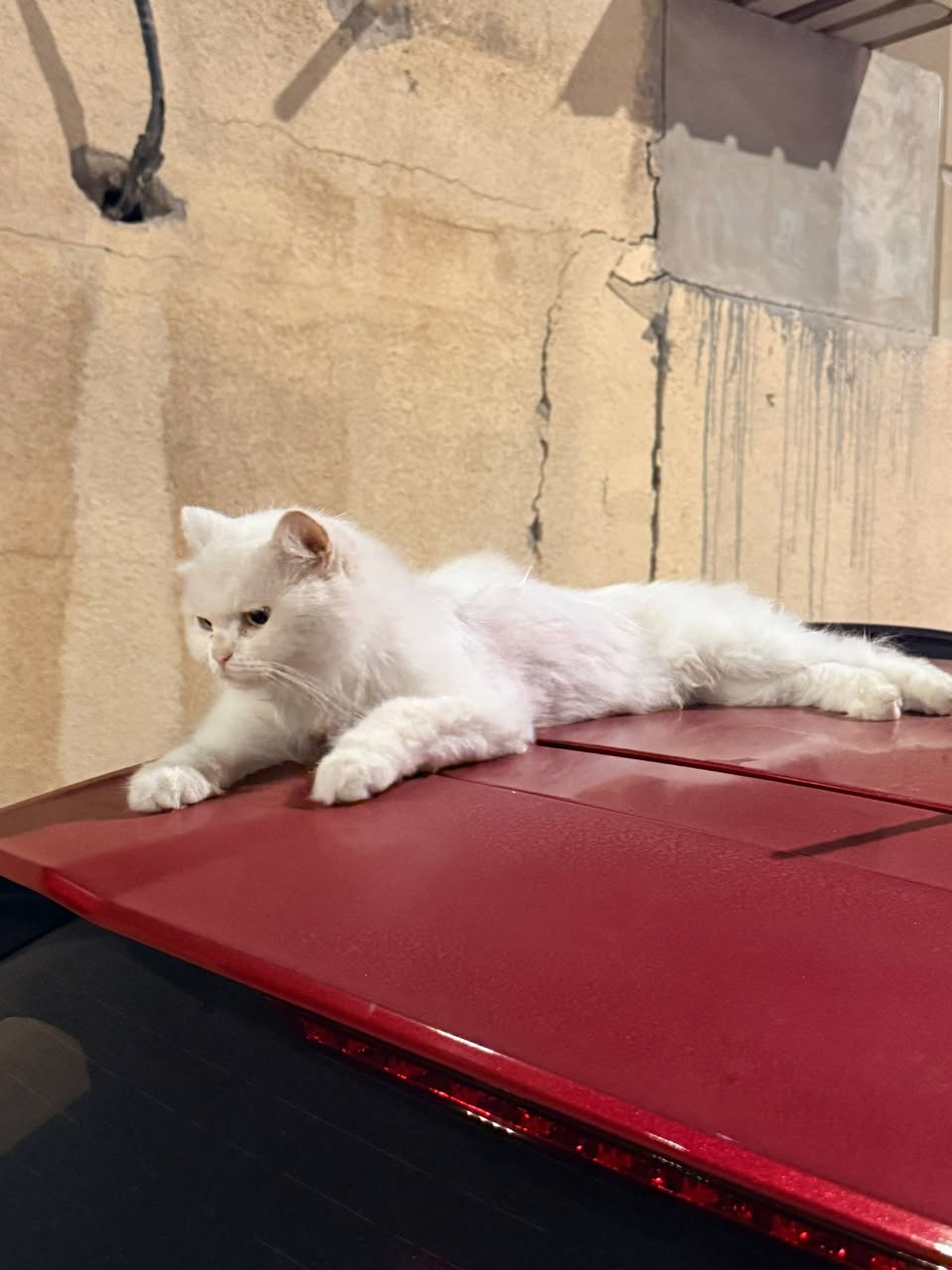 Found cat