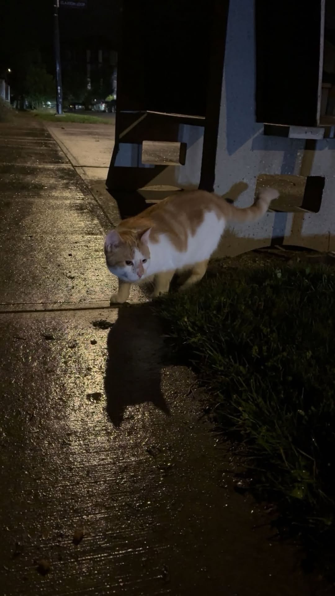 Found cat