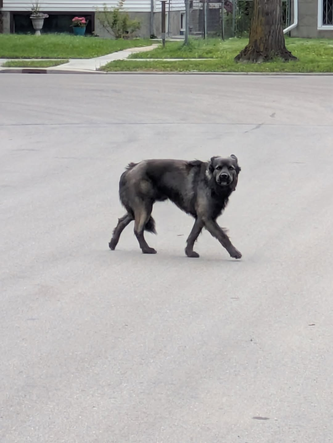 Found dog