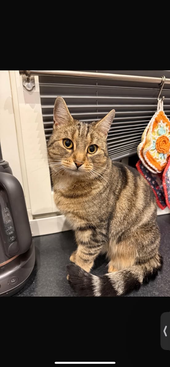 Lost Cat in FøRresfjorden