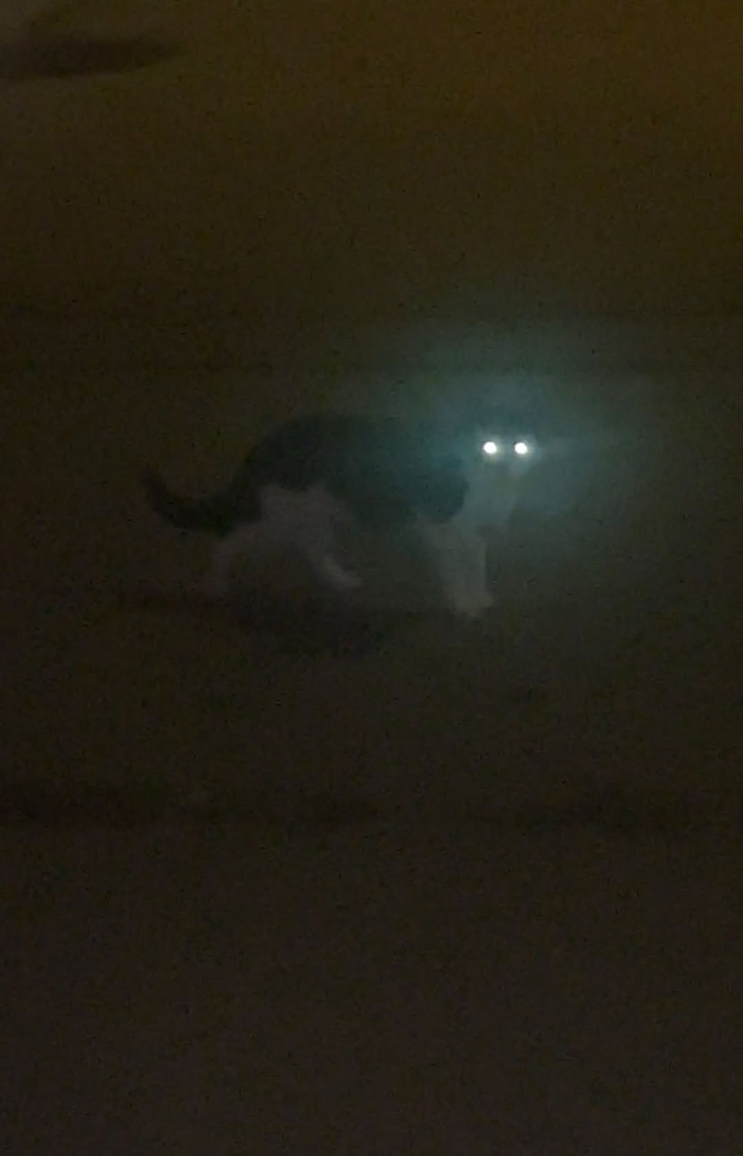 Found cat