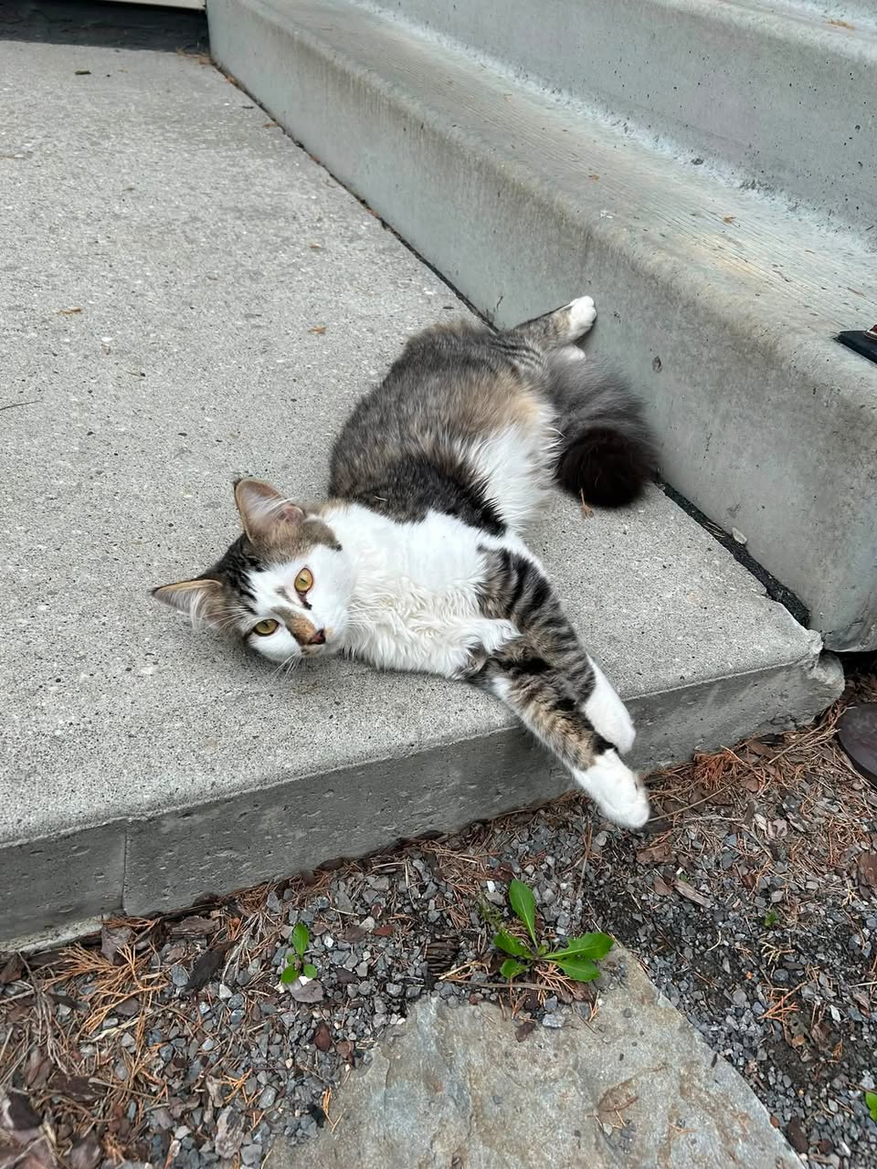 Found cat