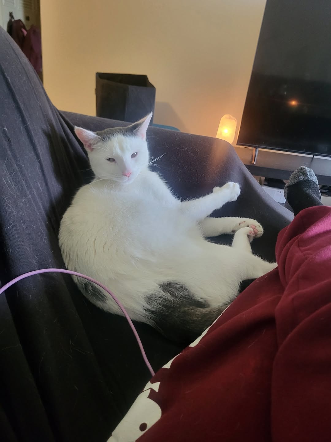 Lost Cat in Edmonton