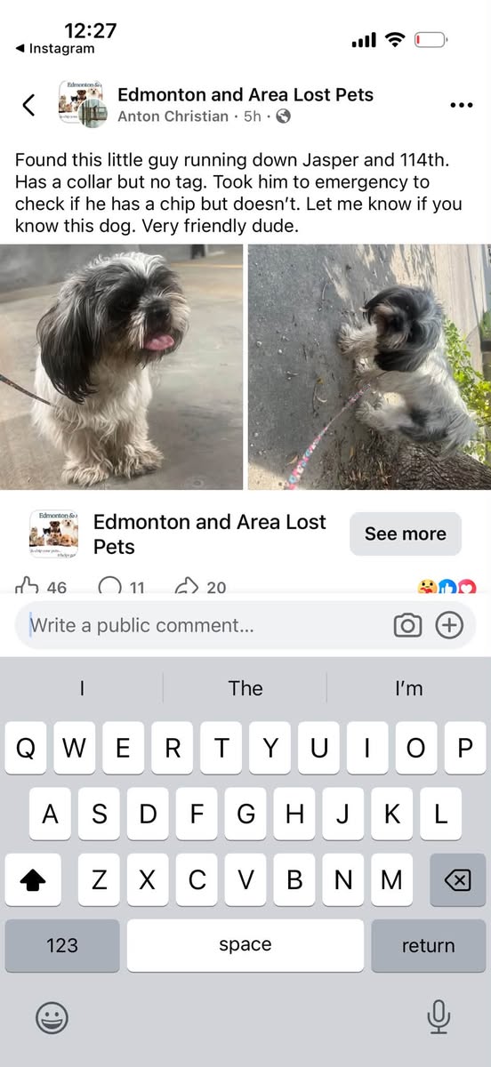 Found dog
