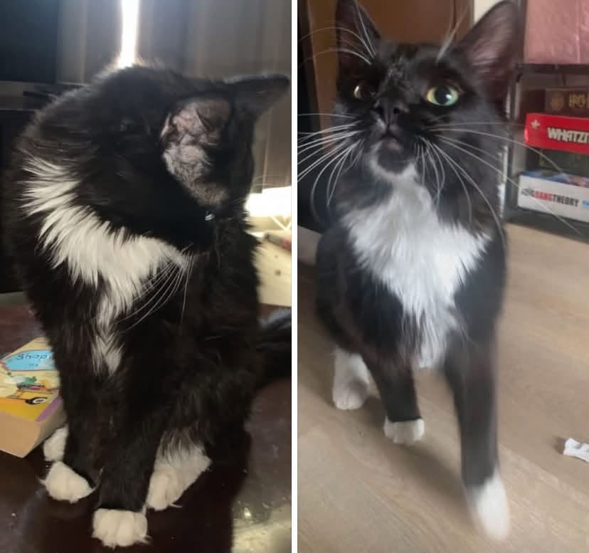 Lost Cat in Athlone Townhomes