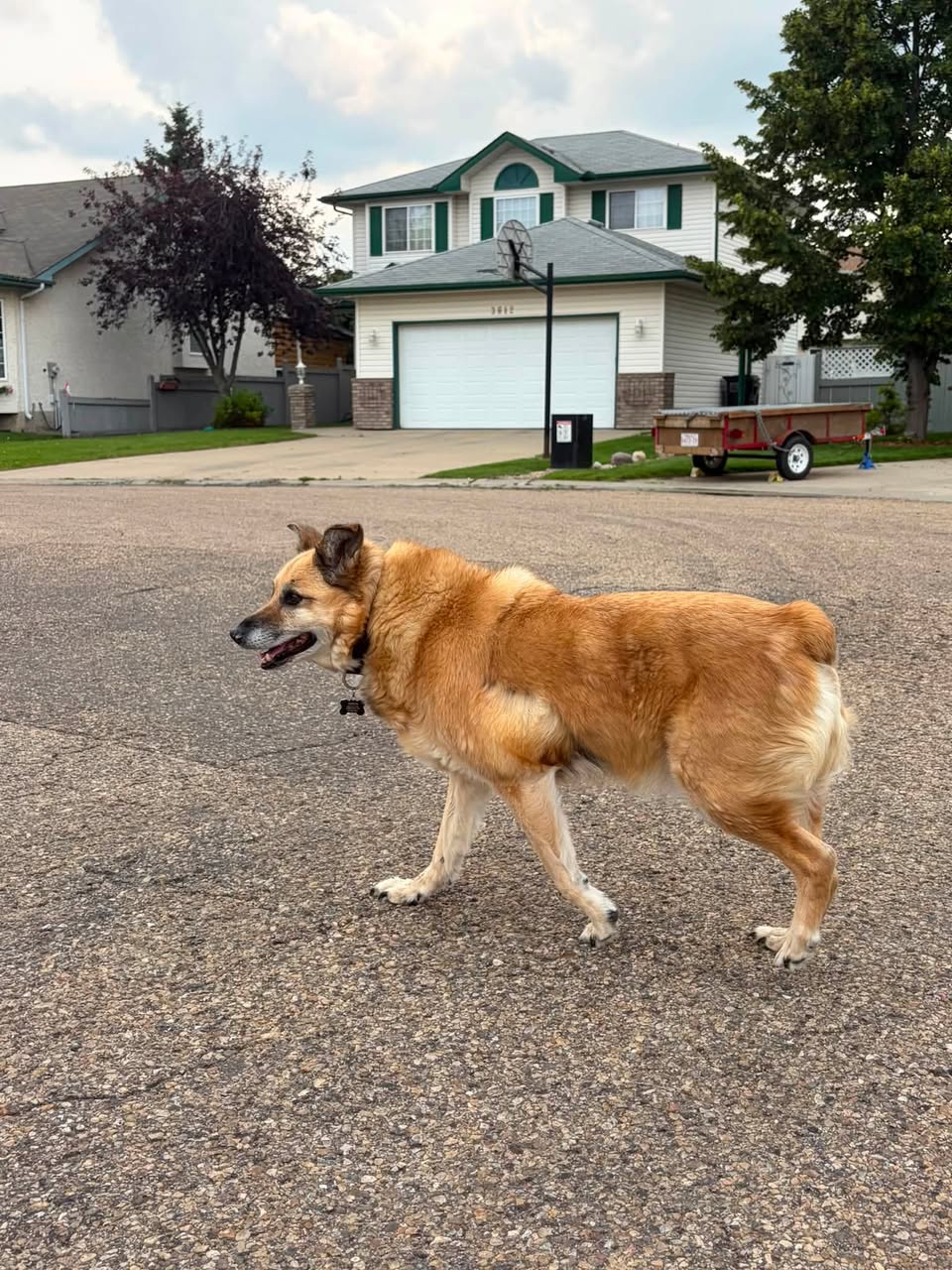 Found dog