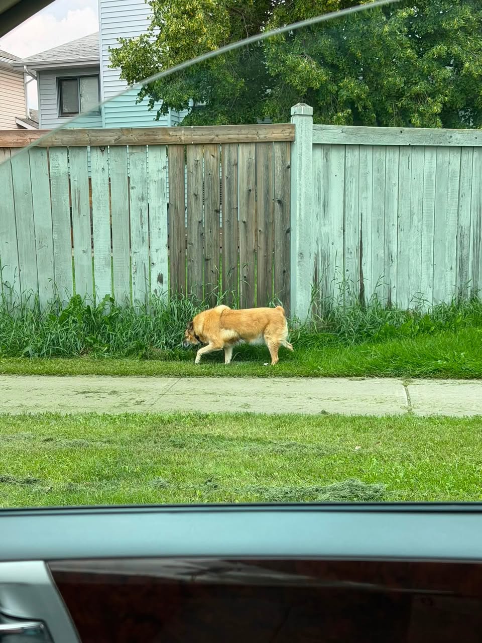 Found dog