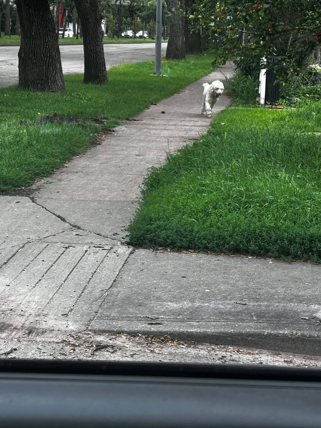 Found dog