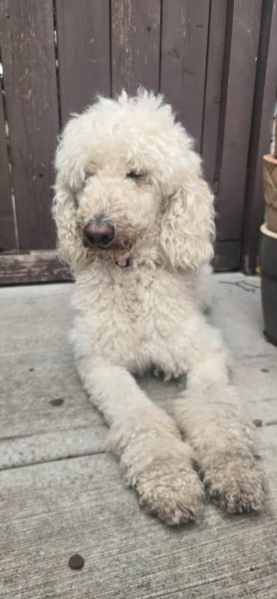Found dog