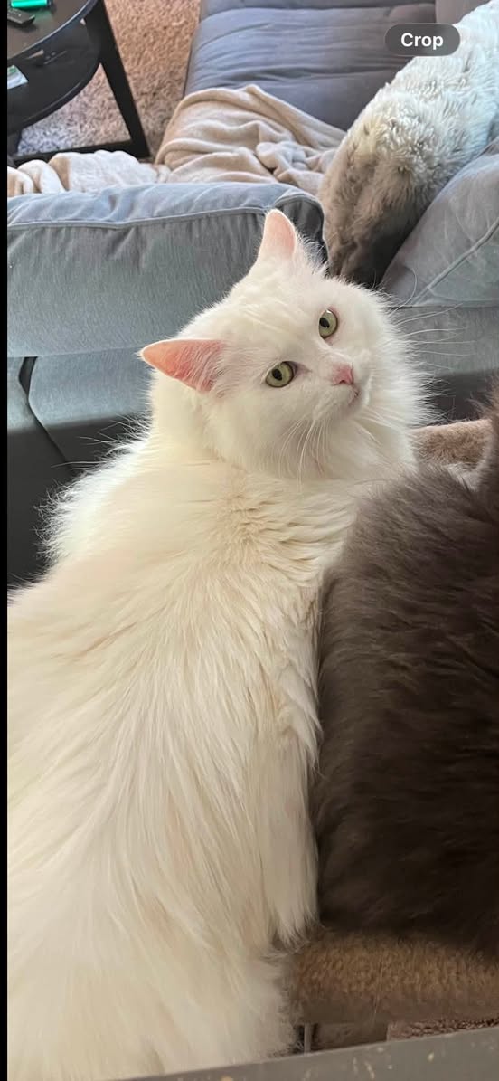 Lost Cat in Edmonton