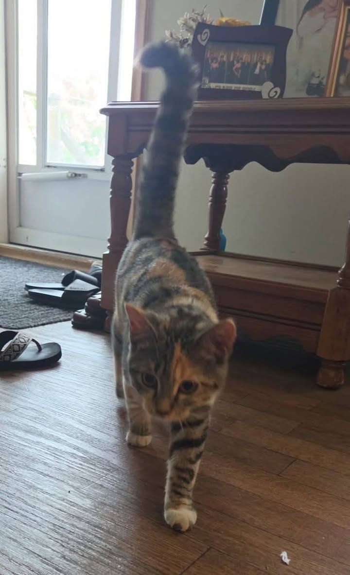 Found cat