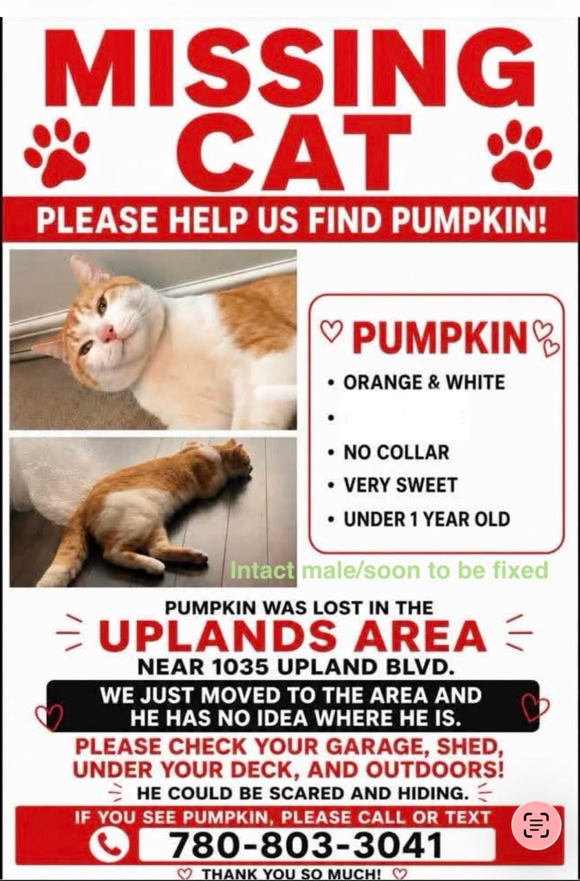Lost cat