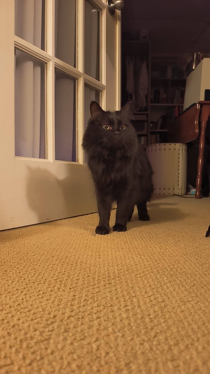 Lost Cat in Gold Bar