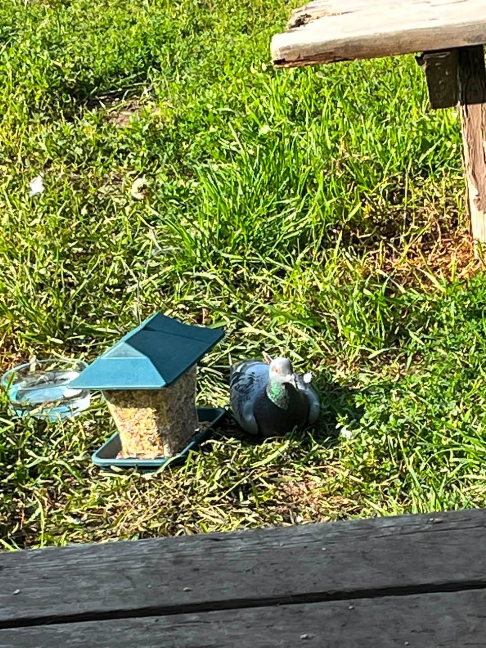 Found bird