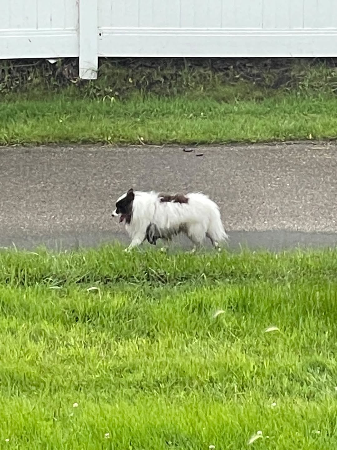 Found dog