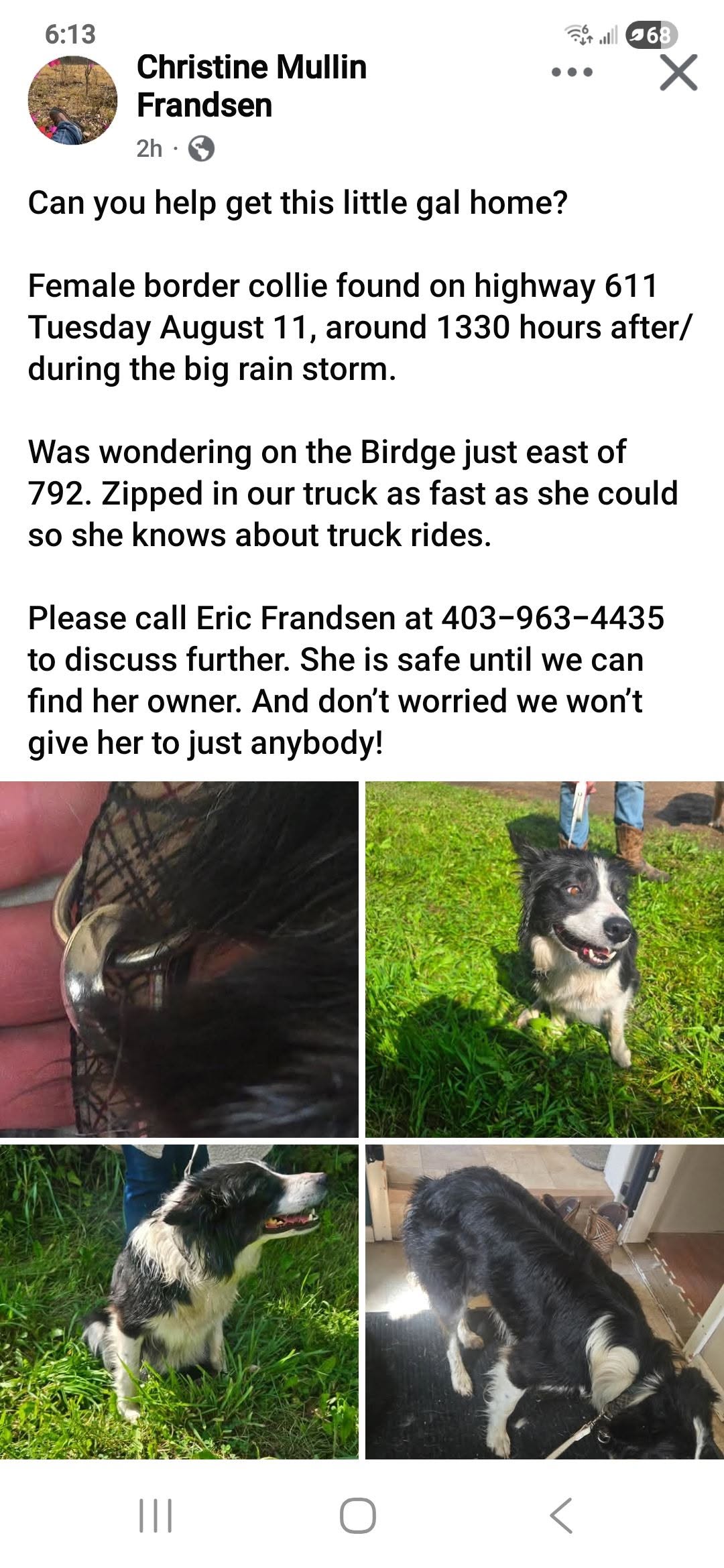 Found dog