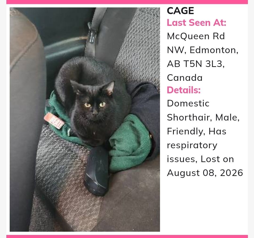 Lost Cat in Edmonton