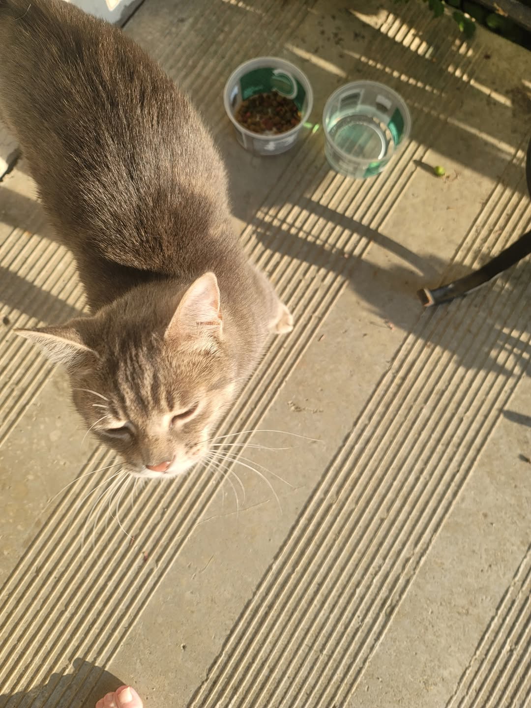 Found cat