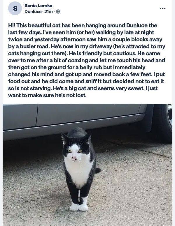 Found cat