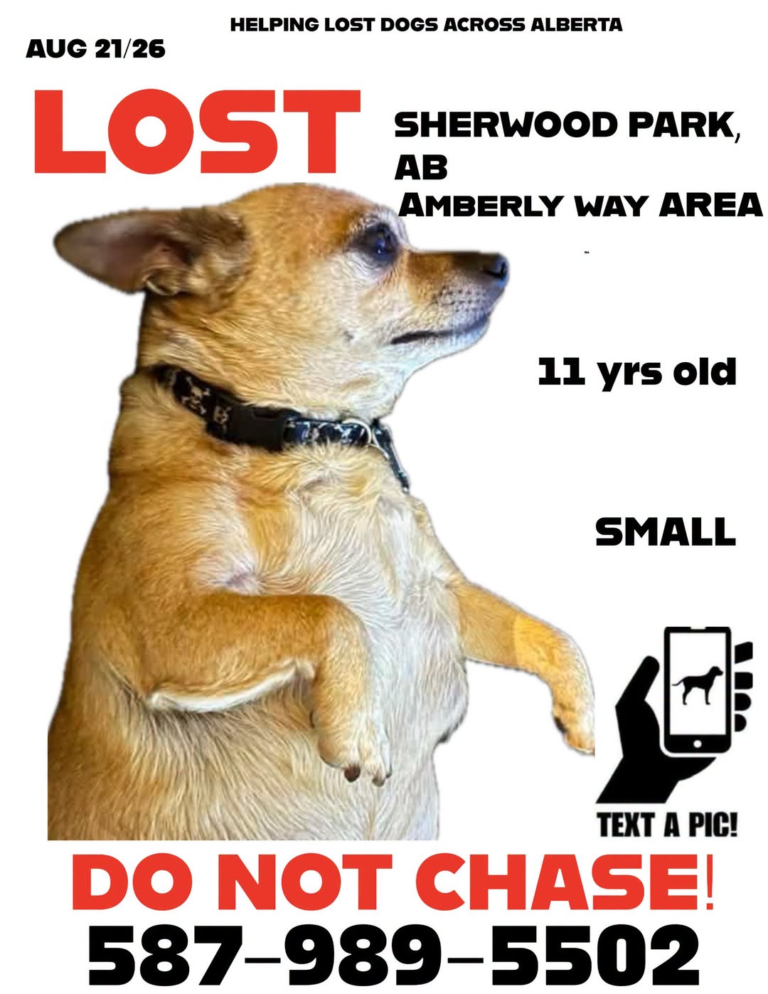 Lost Dog in Sherwood Park