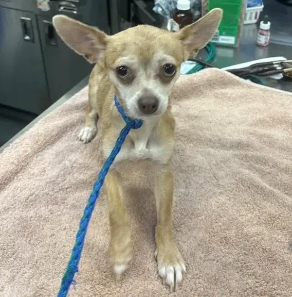 Found dog