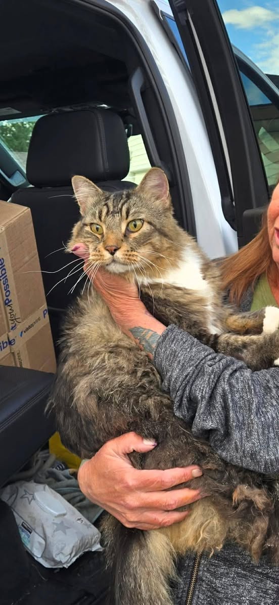 Found cat
