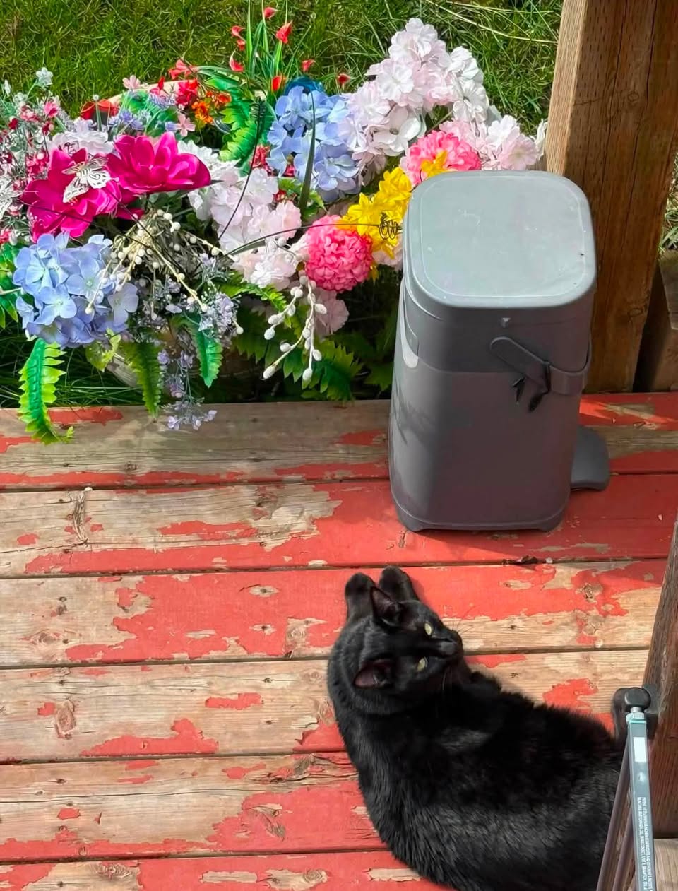 Lost cat