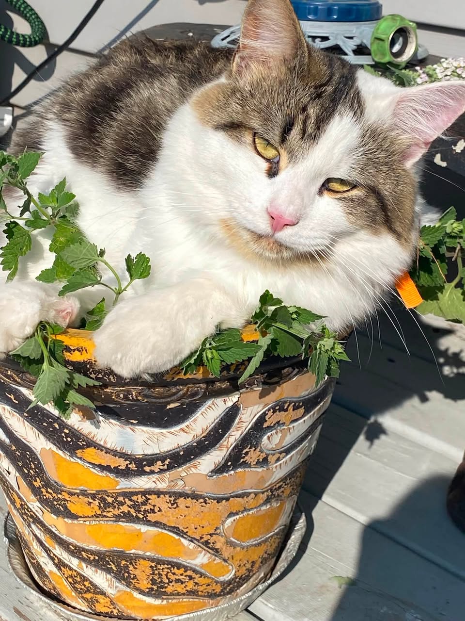 Lost Cat in Edmonton