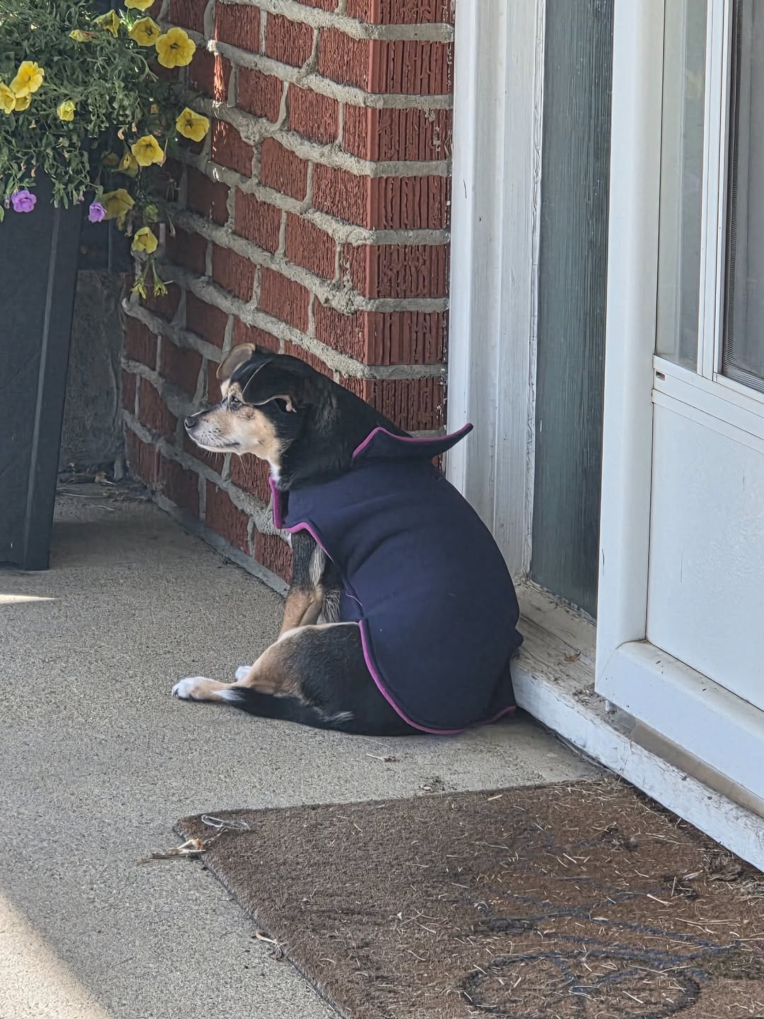 Found dog