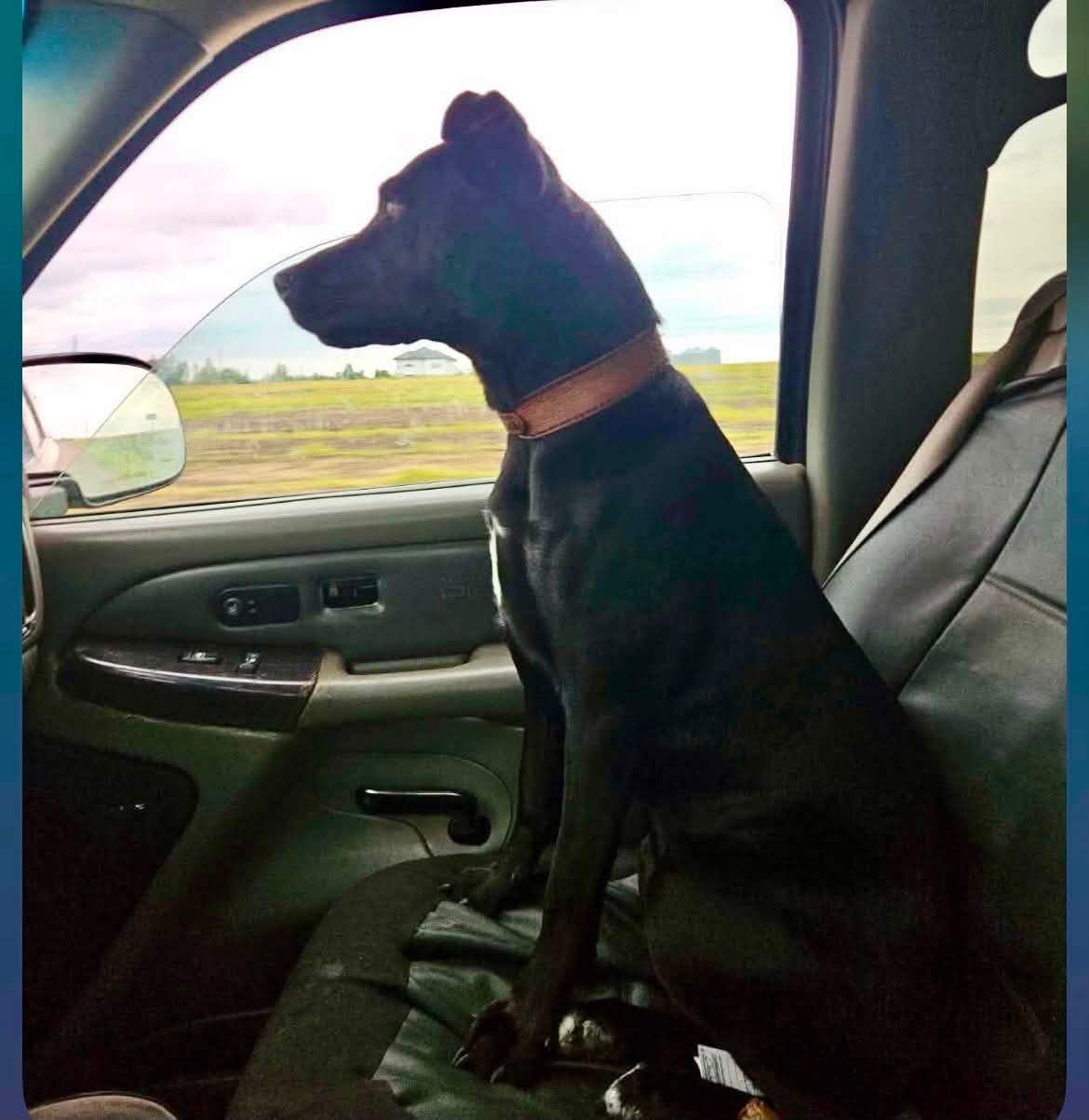 Lost dog