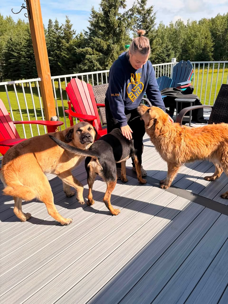 Found dog
