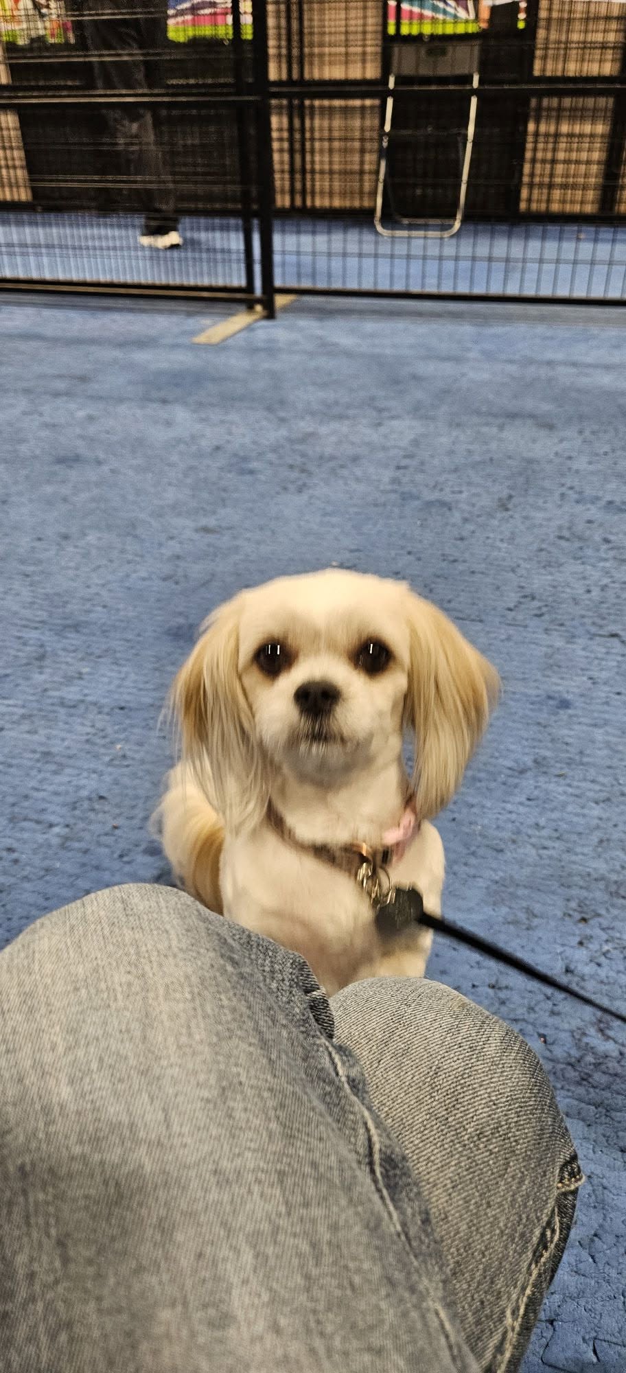 Found dog