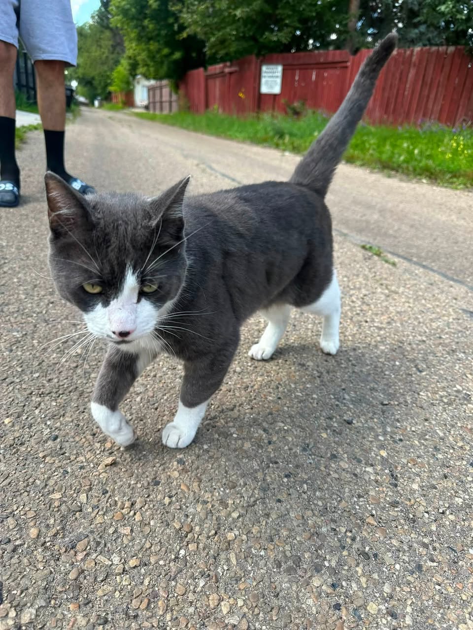 Found cat