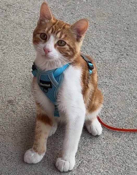 Lost Cat in Edmonton