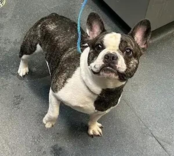 Found dog