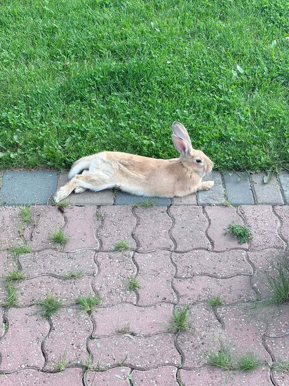 Found rabbit