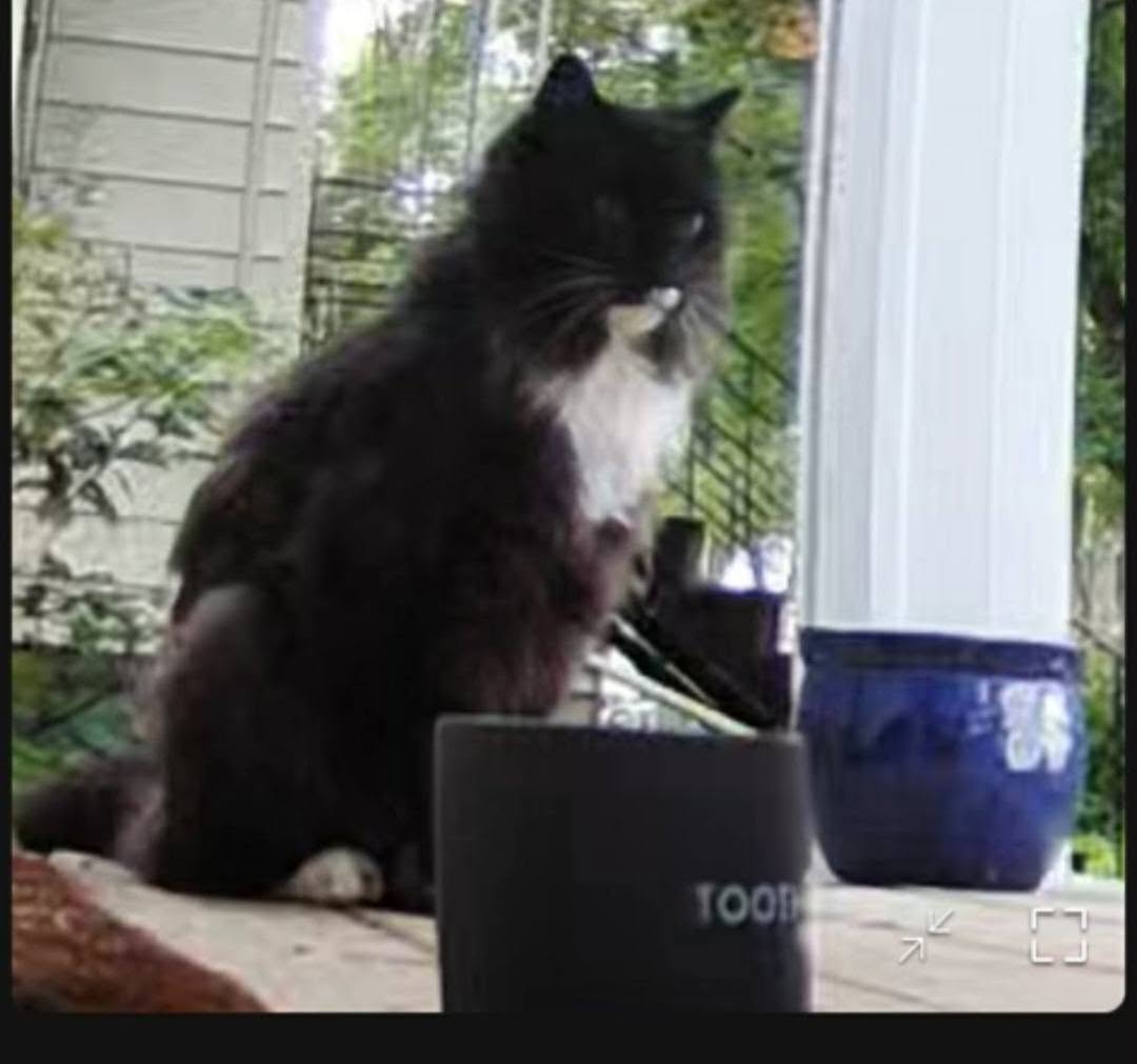 Found cat