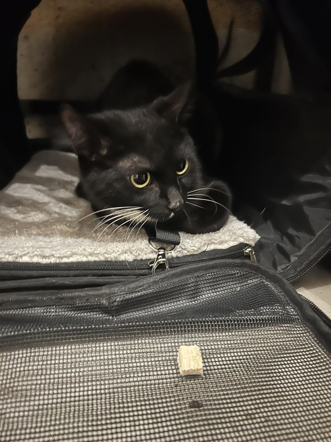 Found cat