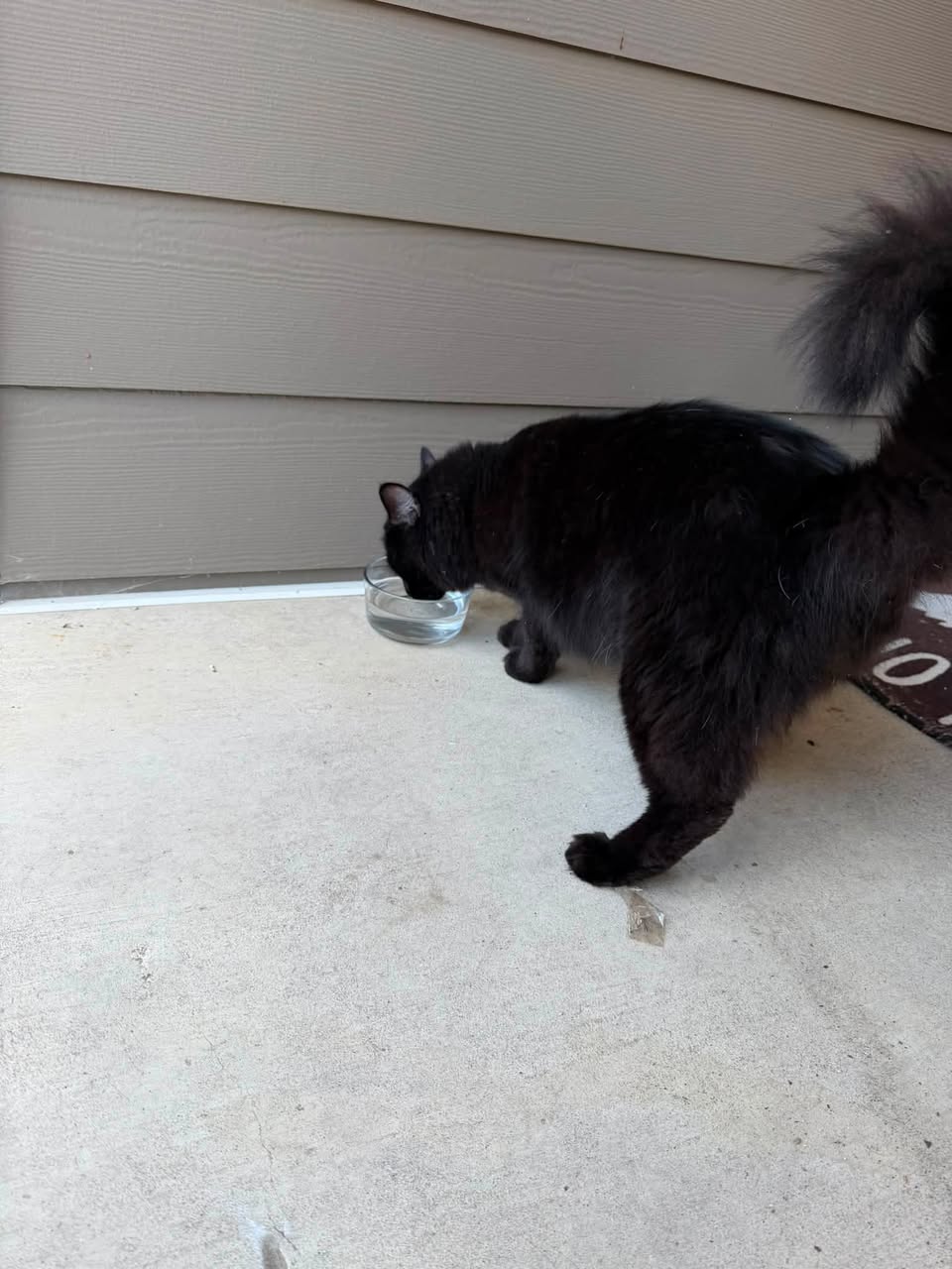 Found cat