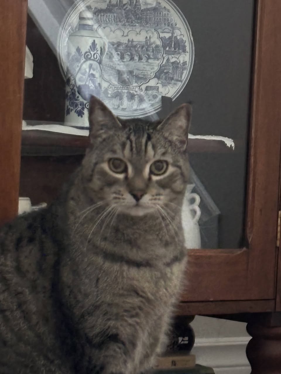 Lost cat