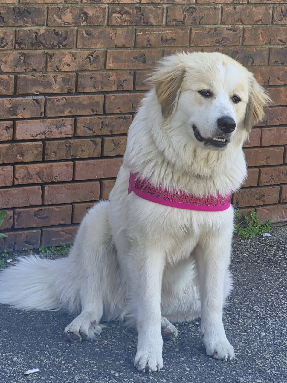 Found dog