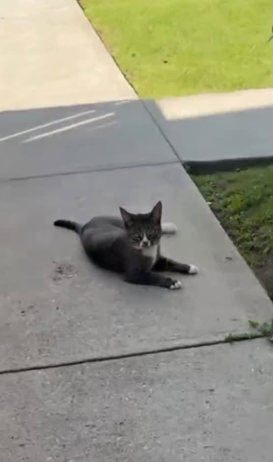 Found cat