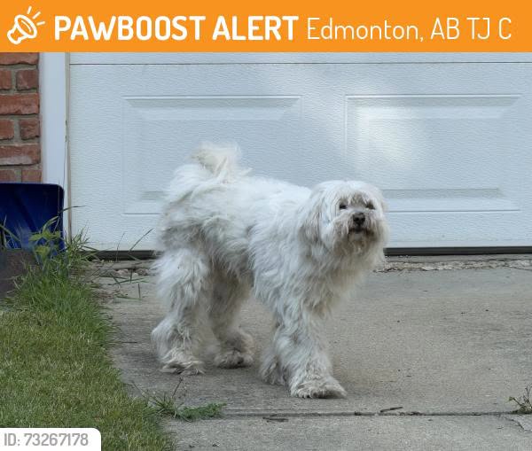 Found dog