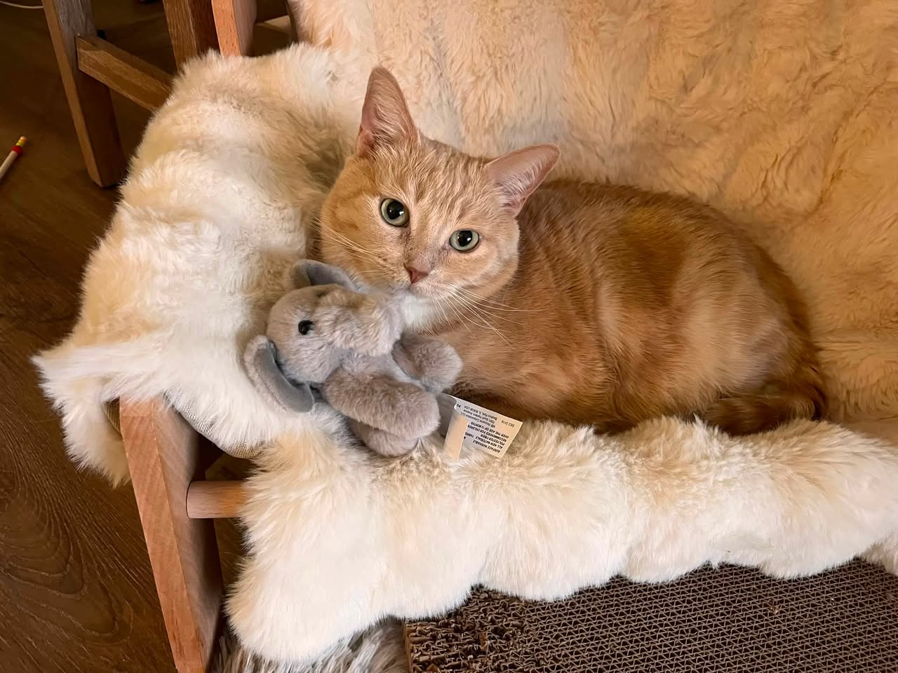 Lost Cat in Edmonton